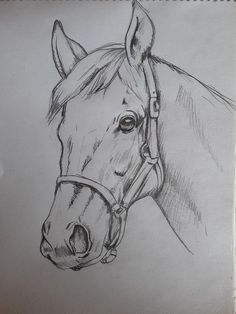 a pencil drawing of a horse's head with a bridle on it