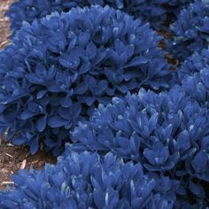 blue flowers are growing on the ground