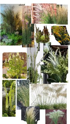 many different types of plants are shown in this collage