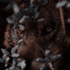 a close up of a dog's face surrounded by leaves and branches on a dark background