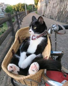 a black and white cat sitting in a basket on the back of a motorcycle's handlebar