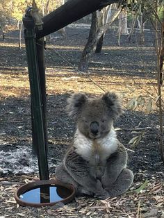 a koala sitting on the ground next to a water bowl