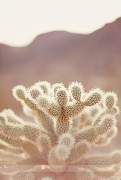 a small cactus plant in front of a mountain range