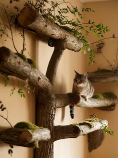 a cat sitting on top of a tree branch in front of a wall mounted planter