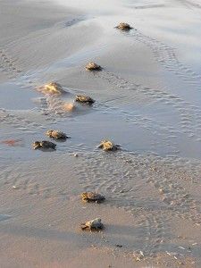 footprints in the sand with a quote on it that reads journey of a thousand miles begins with a single step