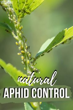 a close up of a plant with the words natural aphid control