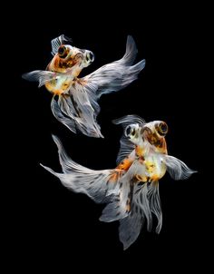 two goldfish swimming in the dark water