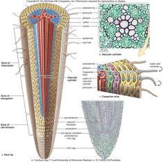 the structure of an animal's body and its external structures are labeled in this diagram