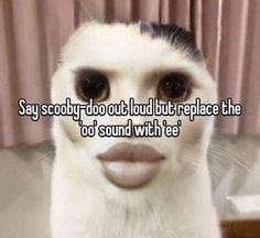 a close up of a cat's face with the caption saying say sorry do not