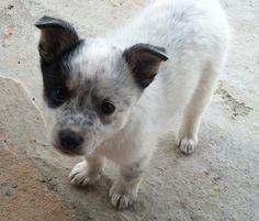 a small white and black dog standing on top of a cement floor