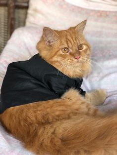 an orange cat laying on top of a bed wearing a black jacket and looking at the camera