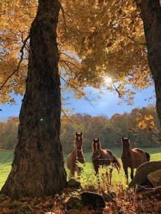 three horses are standing in the grass near trees with yellow leaves on them and one horse is looking at the camera