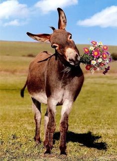 a donkey standing on top of a lush green field holding a bouquet of flowers in it's mouth