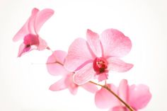 Original Art Photo/Digital/Color Photography, measuring: 40.64W x 50.8H x 0.25D cm, by: Orada J (United States). Styles: Realism, Fine Art. Subject: Nature. Keywords: Orchids, Photography, Flowers, Flower Photography, Close Up Flower, Pink, Nature Prints, Pink White, Macro Nature, Pink Orchids, Nature Photography, Flower Wall Art. This Photo/Digital/Color Photography is one of a kind and once sold will no longer be available to purchase. Buy art at Saatchi Art. Flower Photo Print, Ios 16 Wallpaper Flower, Pink Flower Computer Wallpaper, Orchid Wallpaper Laptop, Pink Flowers In Water, Pink Orchids Aesthetic, Orchid Computer Wallpaper, Pink Orchids, Macbook Wallpaper