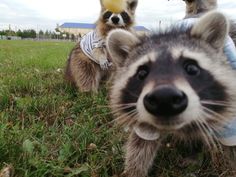 two raccoons are standing in the grass and one is wearing a shirt that says no more