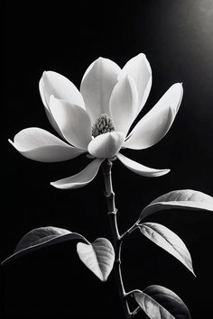 a black and white photo of a flower