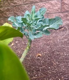 a close up of a plant on the ground near a brick wall and mulch