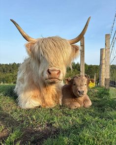 an adult and baby yak laying on the grass in front of a wire fence