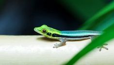 a green and blue gecko sitting on top of a tree branch