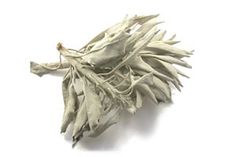 dried white sage leaves on a white background