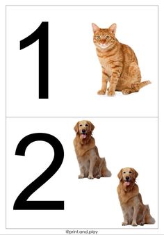 an orange tabby cat and two golden retrievers sitting in front of the numbers