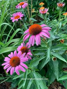 some pink flowers are growing in the grass