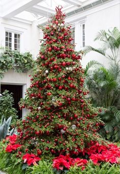 a christmas tree in a garden with red poinsettias