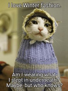 a cat wearing a sweater with a hood on it's head and the caption says, so why does you think that lives in da colony?