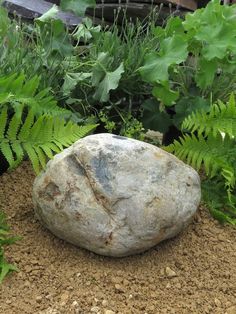 a rock sitting on top of a dirt ground next to green plants and trees in the background