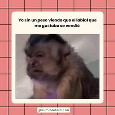 a monkey is shown in an instagram with the caption'yo sin un peso viendo que el labial que me gustas se vendido