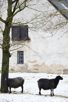 two black sheep standing next to a tree in front of a white building with windows