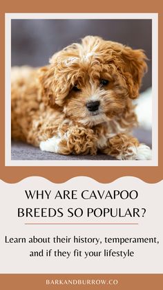 a brown dog laying on top of a floor next to a white sign that says why are cavapoo breeds so popular?