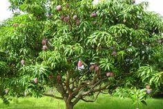 a tree with lots of fruit growing on it's branches in the middle of a field