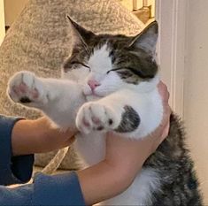 a person holding a cat up to their face with one paw on the other hand