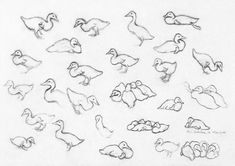 several different types of ducks drawn in pencil