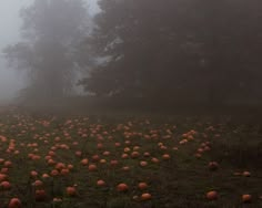 a field full of pumpkins on a foggy day with trees in the background