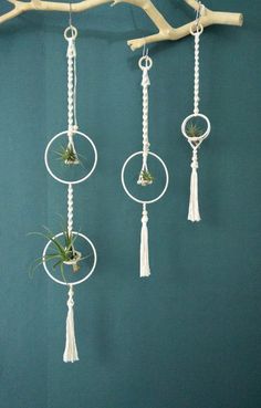 an air plant hanging from a tree branch with macrame circles and plants in them