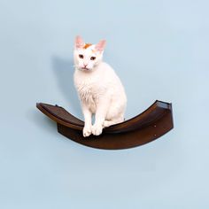 a white cat is sitting on top of a wooden shelf and looking at the camera