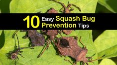 some brown bugs sitting on top of a green leaf with the words 10 easy squash bug prevention tips