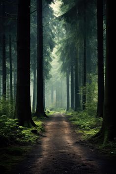 Forest Photos Dark Forest Aesthetic, Trees Painting, Forest Aesthetic, Forest Photos, Woodland Scene, Forest Creatures, Autumn Scenes, Forest Landscape, Ethereal Beauty