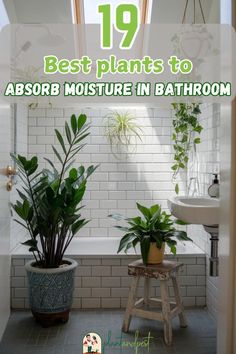 a bathroom with plants in it and the words, 19 best plants to absorb moisture in bathroom