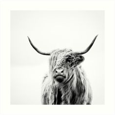 a black and white photo of a yak with large horns on it's head