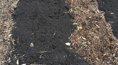 the ground is covered with black mulch and dirt, as well as small plants