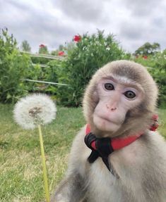 a monkey sitting on top of a lush green field next to a dandelion