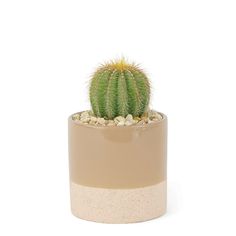 a small cactus in a beige pot on a white background