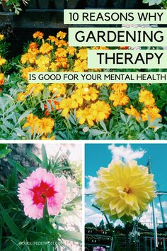 Did you know gardening therapy is good for your mental health? In this article, I’m sharing my gardening inspiration and 10 reasons how gardening can boost your mood! Horticulture Therapy, Mental Health Activities, Garden Therapy, Benefits Of Gardening, Gardening Inspiration, Healing Garden, Health Affirmations, Mental Health And Wellbeing, Boost Your Mood