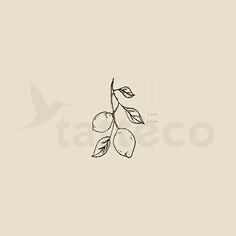 an olive branch with leaves on it, drawn in black ink against a beige background