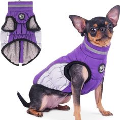 a small dog is wearing a purple jacket