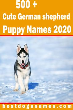 a black and white husky dog running in the snow with text overlay that reads 500 + cute german shepherd puppy names 2020