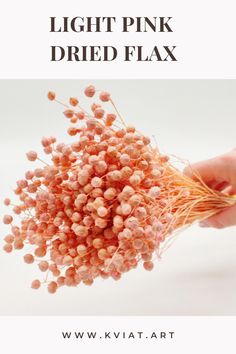 a person holding some kind of plant with the words light pink dried flax